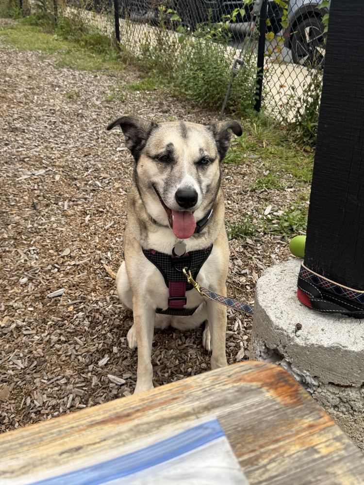 Rey sitting on a dog-friendly patio, smiling with her tongue out