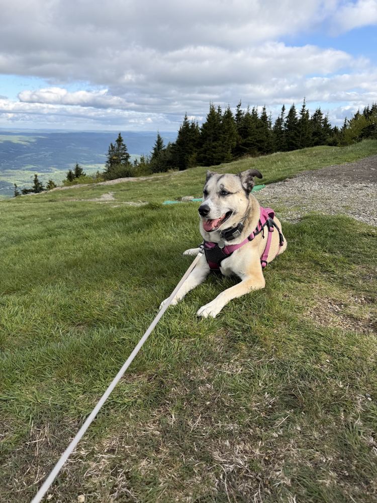 Rey resting on a grassy mountaintop